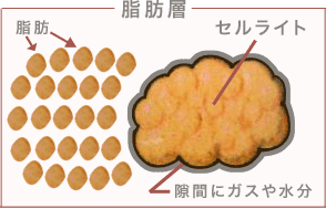 図：脂肪層