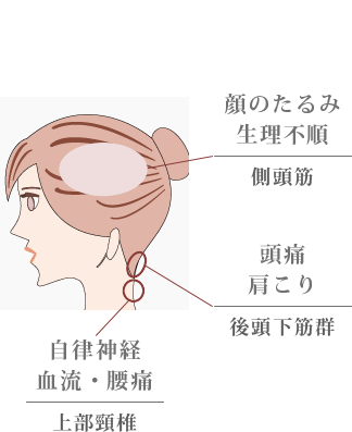 側頭筋が使えないと「顔のたるみ／生理痛／生理不順」の要因に。
後頭下筋群が使えないと「頭痛／眼精疲労／肩こり／首こり」の要因に。
上部頸椎が使えないと「自律神経／血流／腰痛など」の要因に。