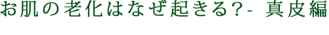 お肌の老化はなぜ起きる？ー 真皮編